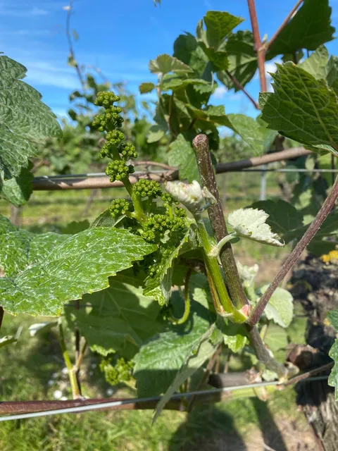 Tuffon Hall Vineyard