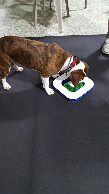 Granny Rose Animal Shelter