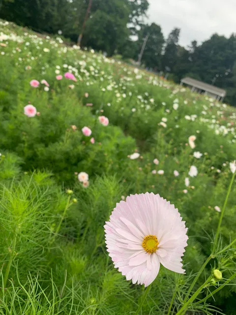 Hudson Wildflower Co