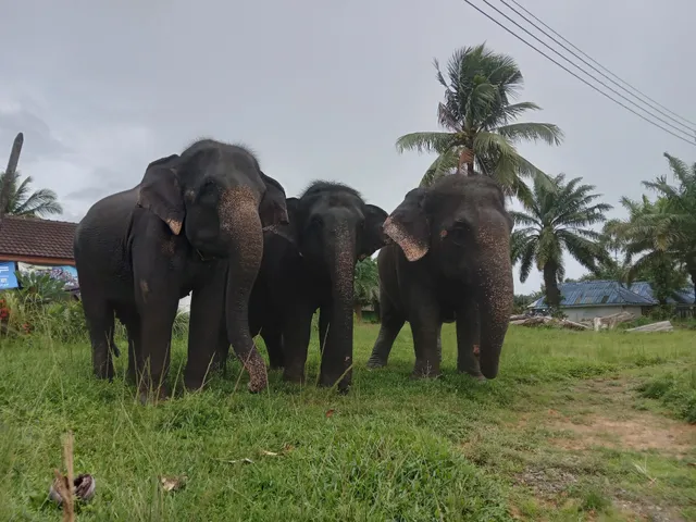 Elephant Seanery - New place to Elephant Hut Phuket 🛖