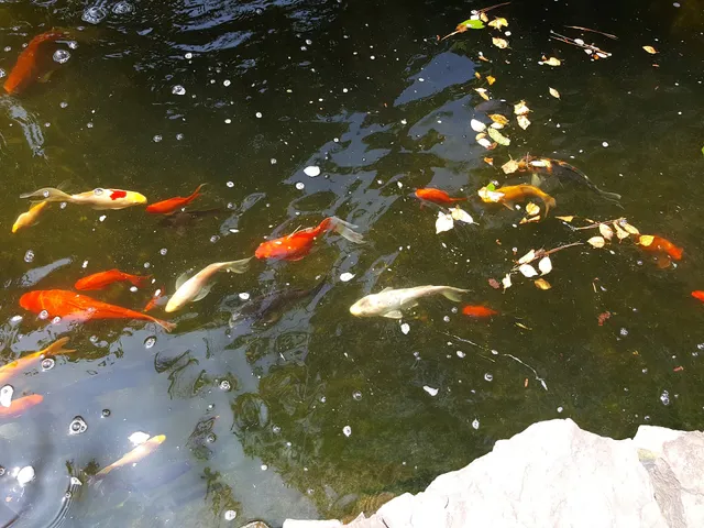Water Garden & Koi Co