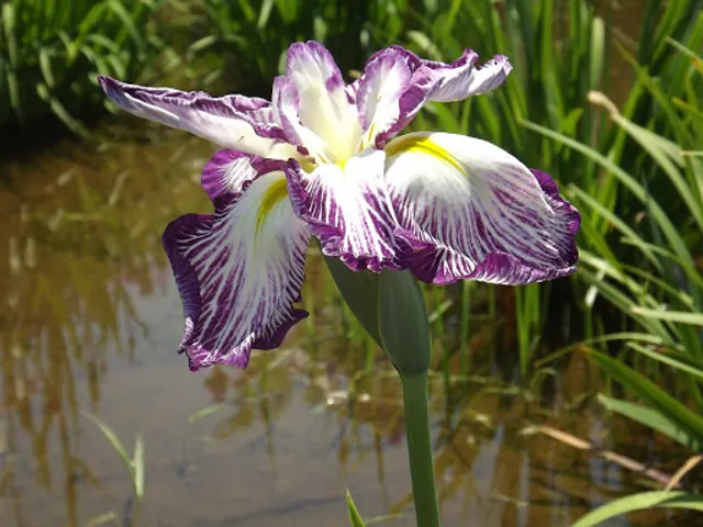 Edogawa riverbed green space