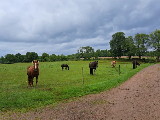Söderåsens Forsgård