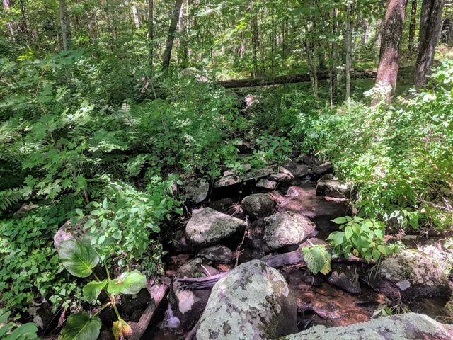 Brimfield State Forest