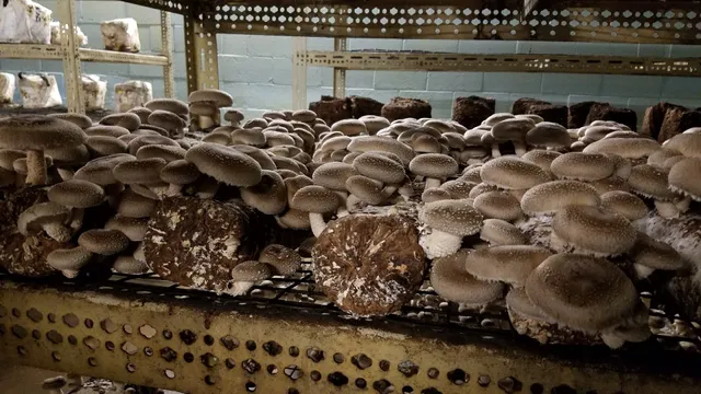 Hidden Valley Mushroom Farm