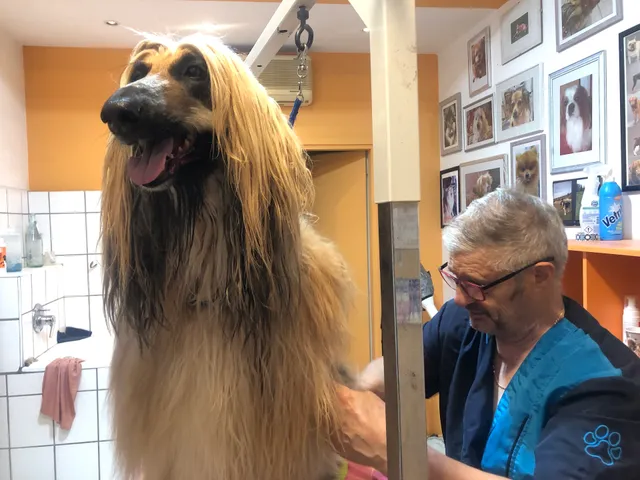 "The Dog" Des Ladurner Othmar