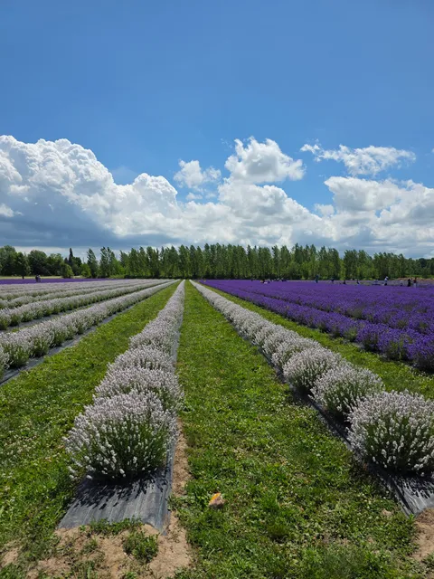 neob Lavender Flower Farm