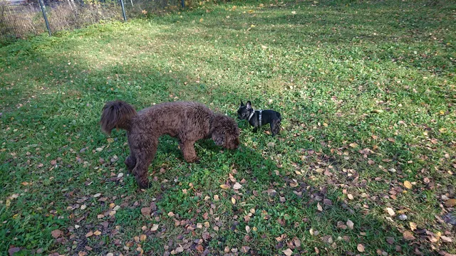 Risupadon koirapuisto