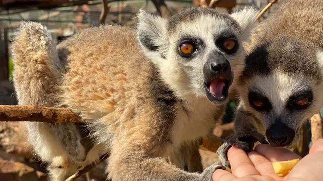 Akwaaba Lodge & Predator Park