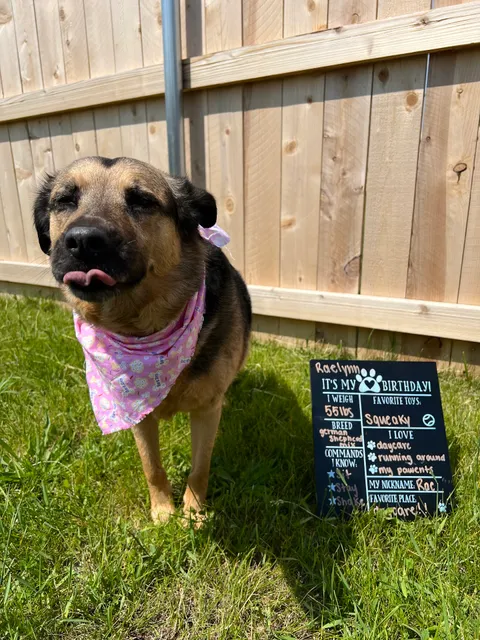 Charming Paws - Grafton