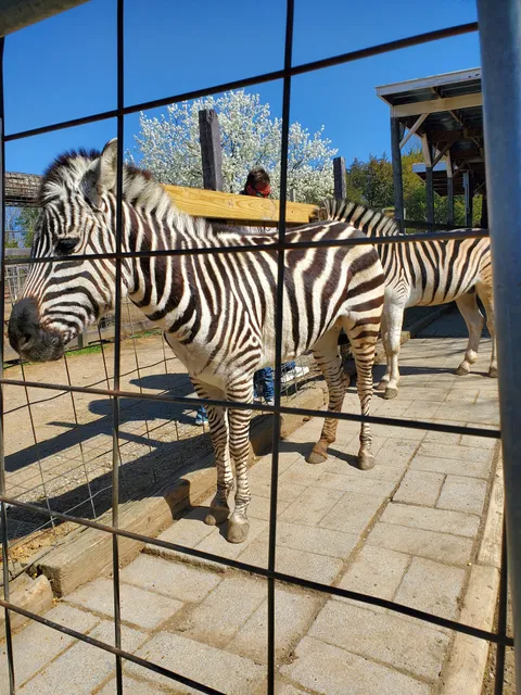 Deer, Farm, Riding, Stables.