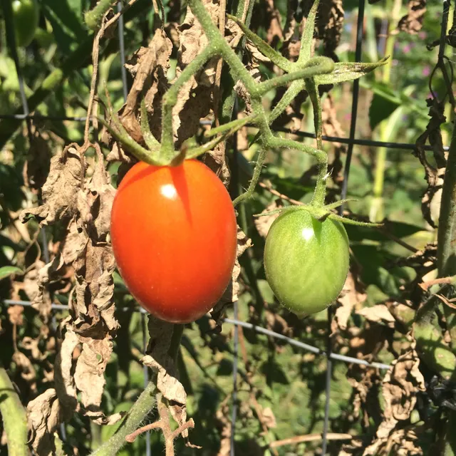 Mill Creek Urban Farm