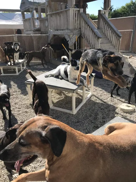 Shag Bark Pet Retreat & Spa