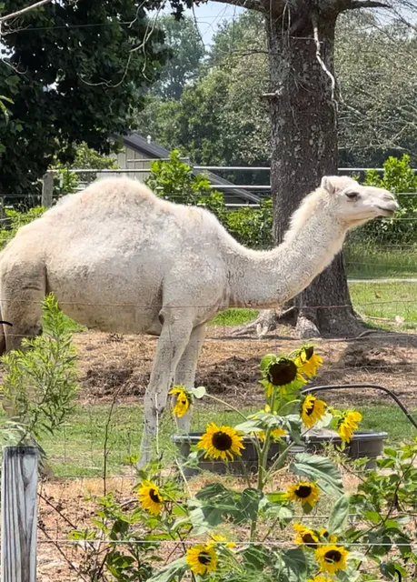 Lookout Real Estate LLC