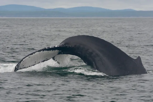 Quoddy Link Marine Whale & Wildlife Cruises