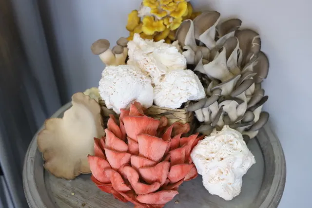 MushBetter Mushrooms