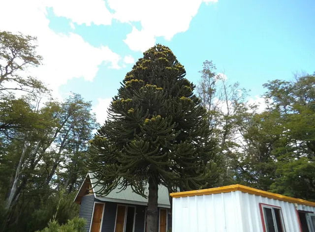 Hosteria La Rotonda Del Cautín