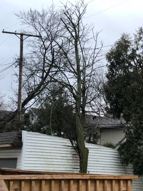 Happy Trunk Tree Service