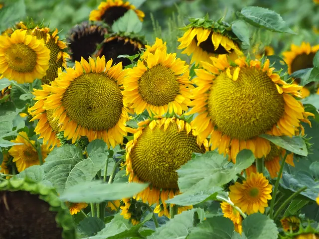 North Folk Farms - Amazing Fall Fun