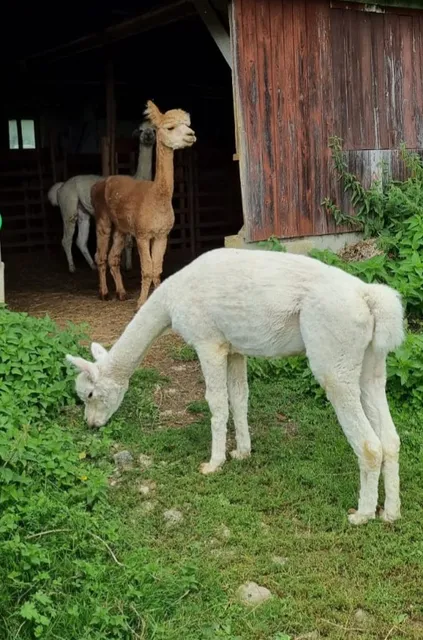Ferienwohnung Hegau-Alpakas
