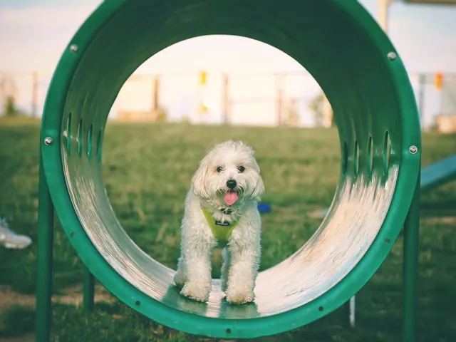 Hal & Berni Hanson Park Off-Leash Dog Park