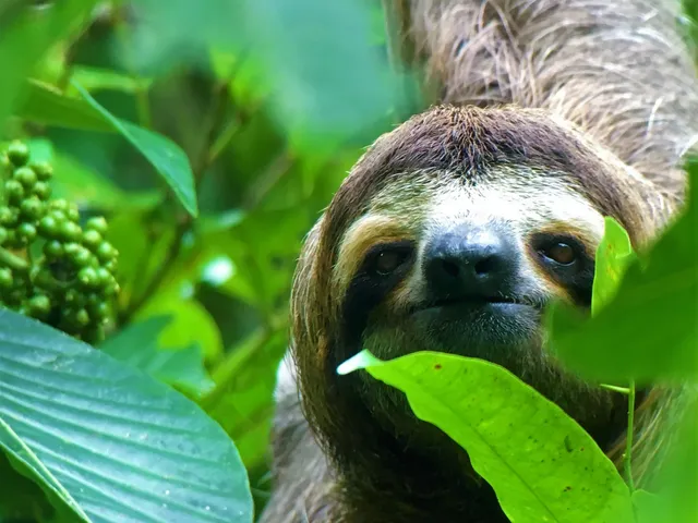 Manuel Antonio Nature Tours