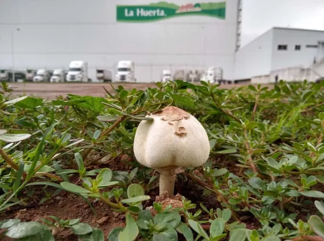 Little Farm Frozen Foods Inc