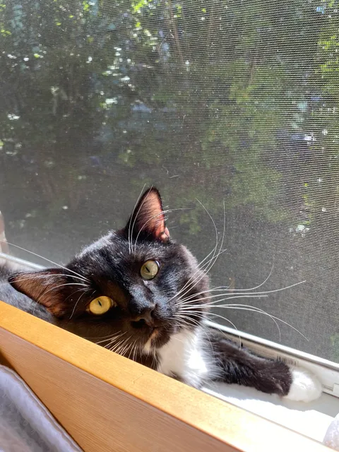 Merrimack River Feline Rescue