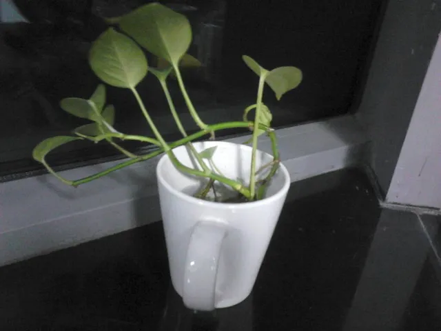 Xufulao Shandong Beef Entrails