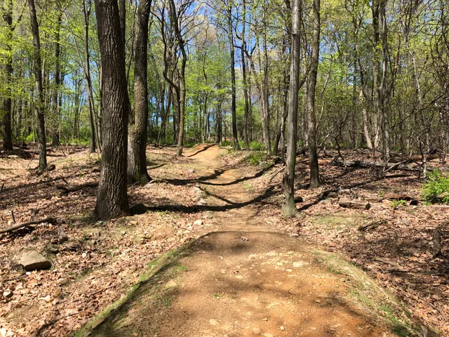 Skyline Downhill MTB Trail