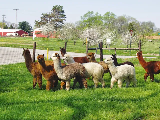 White Violet Center for Eco-Justice