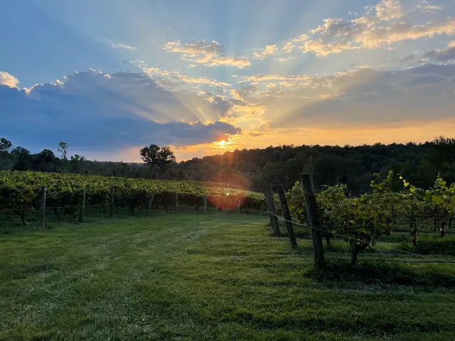 Golden Road Vineyards