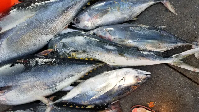 Five Star Fish Processing