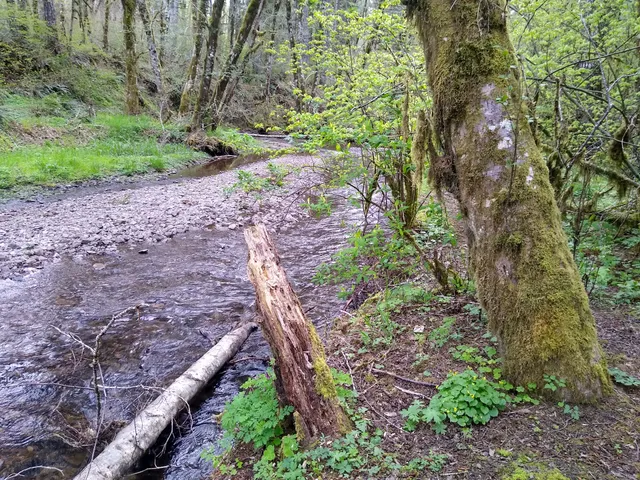 North Fork Wolf Creek