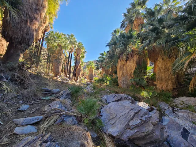 East Fork Palm Canyon