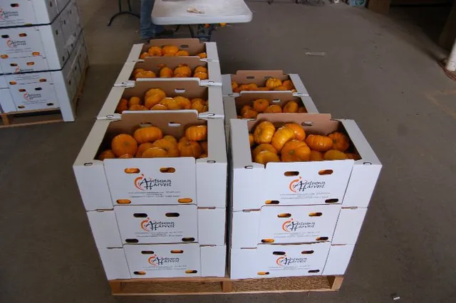 Autumn Harvest Pumpkins