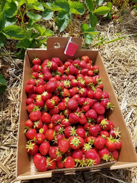 Pine Tree Orchard Strawberry Field