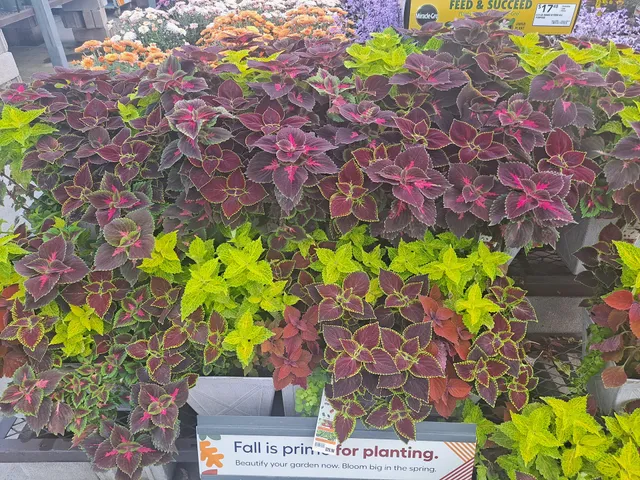 Lowe's Garden Center