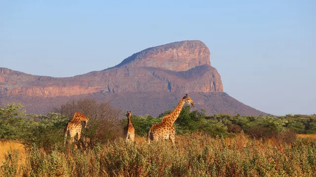 Honeyguide Conservation Lodge