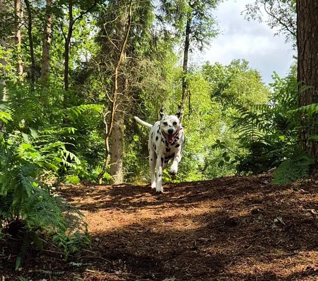 WILD WOODS DOGGONE SECURE WALKING PARKS
