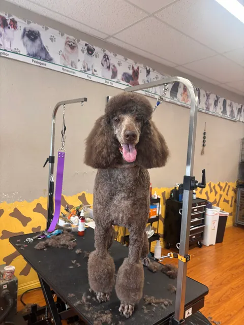 Happy Puppy Grooming