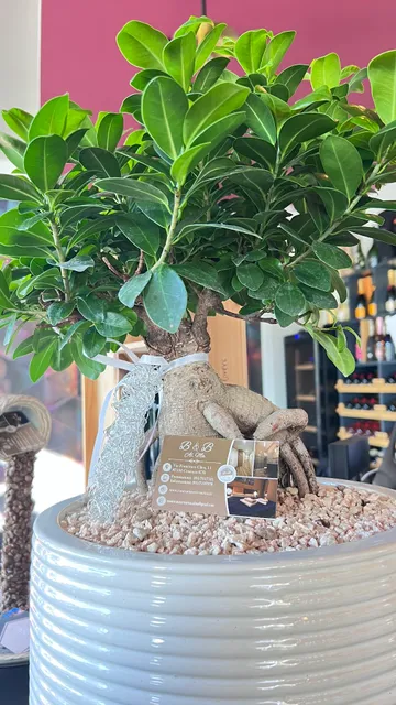 Alma B&B Home Cosenza