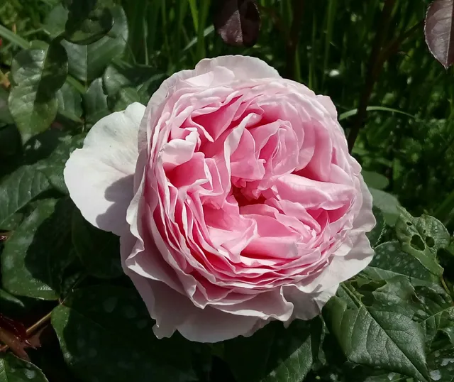 Kleingartenverein Oase Litzelau