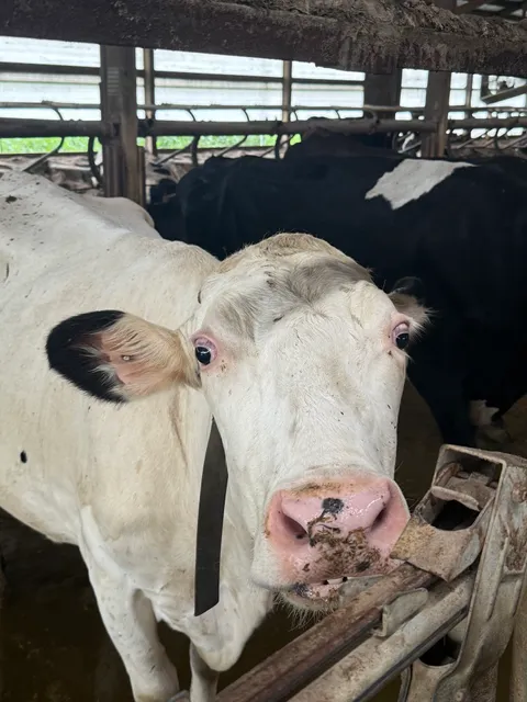 Dutchland Dairy Corporation