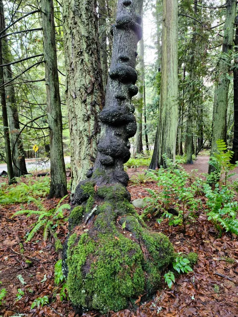 Mt. Douglas Beach Parking Lot