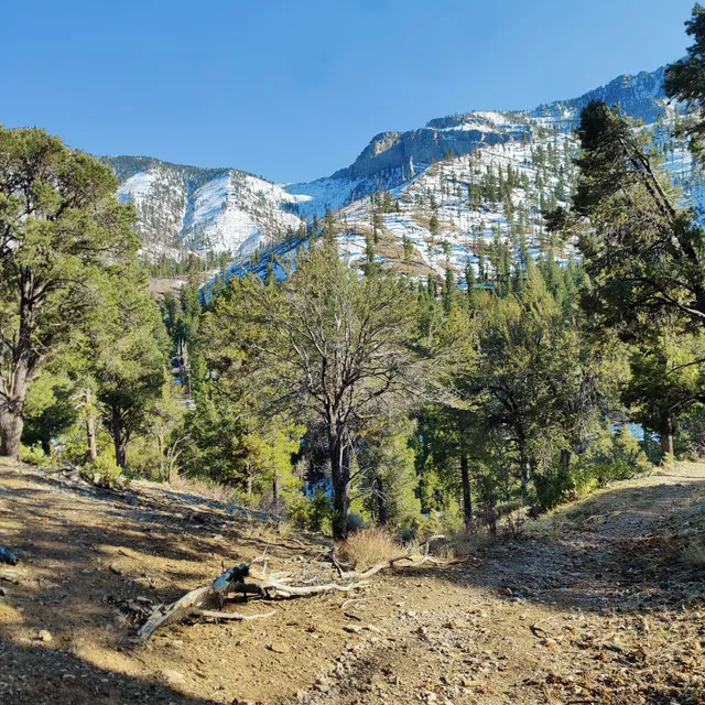 Stanley B Springs Trail