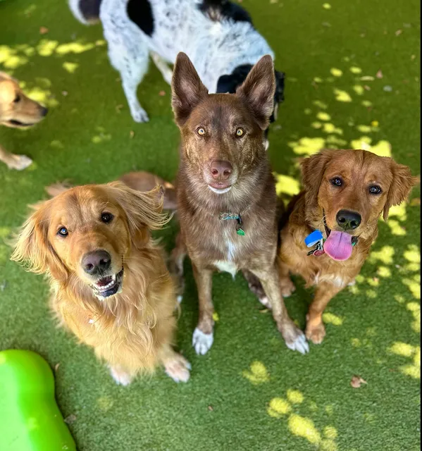 ADOGO Pet Hotel - Maple Grove,MN