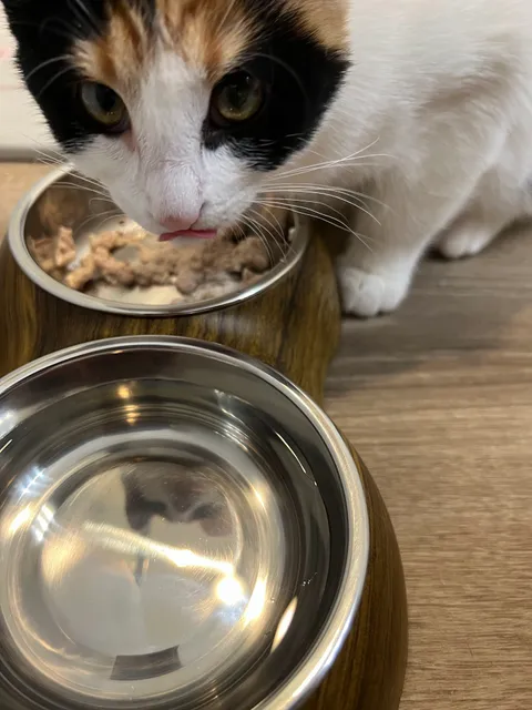 Iowa City Animal Care and Adoption Center