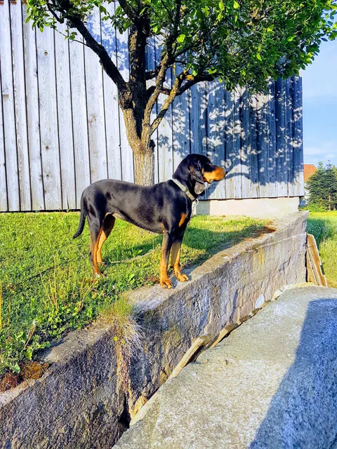 Haus Resi, Ferienwohnungen in Mähring