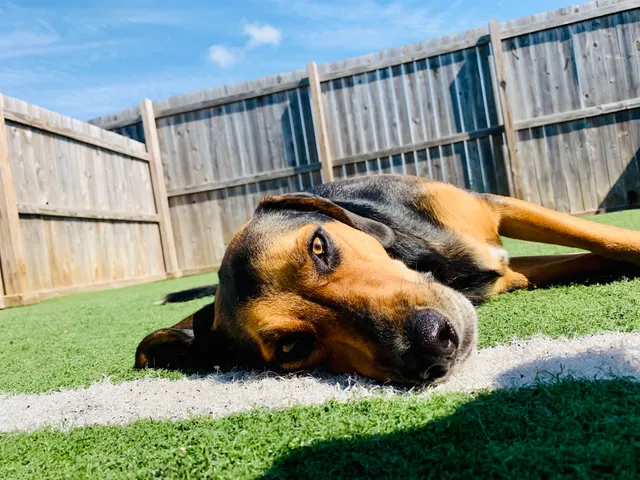 Charlie's Bark Park - Monroe